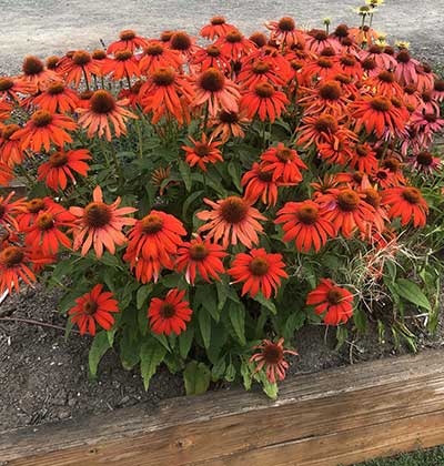 Echinacea/Coneflower