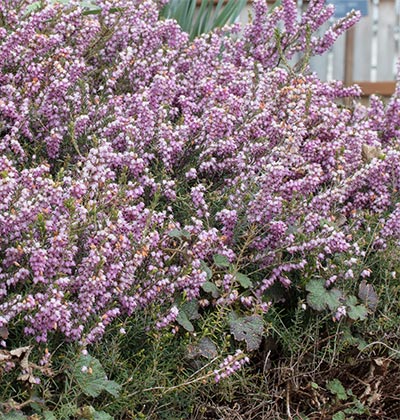 Spring Heath