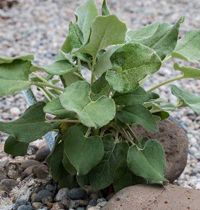 Arrowleaf Buckwheat