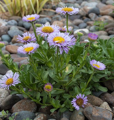 Seaside Daisy