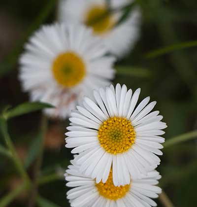 Fleabane