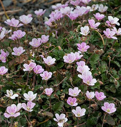 Double Alpine Geranium