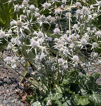 Eryngium Moroccan Sea Holly