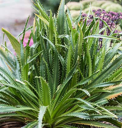 Eryngium Rattlesnake Master