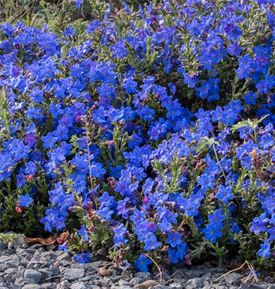 Lithodora 'Grace Ward'