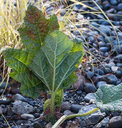 Giant Rhubarb