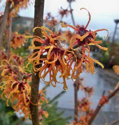 Witch Hazel