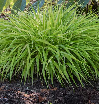 Japanese Forest Grass 'Aureola'