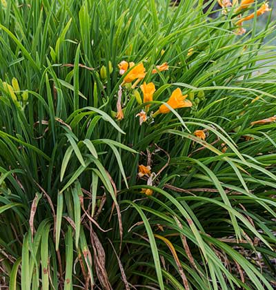 Daylily