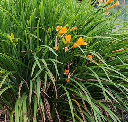 Daylily 'Stella D'Oro'