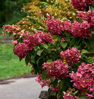 Hydrangea 'Diamond Rouge'