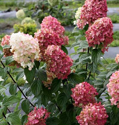 Hydrangea 'Fire Light'