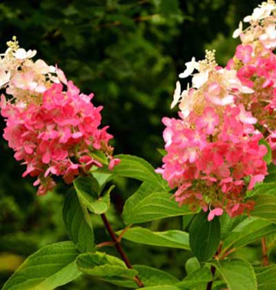 Hydrangea 'Pinky Winky'