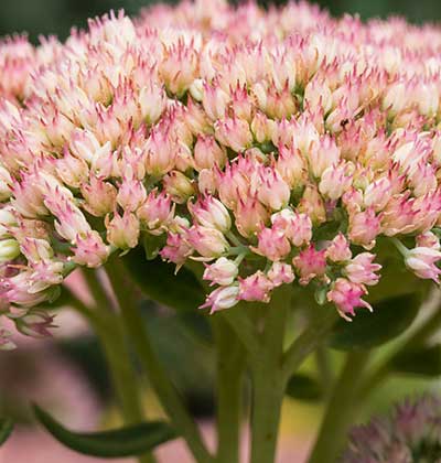 Sedum Orpine