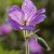 Hardy-Geranium-Flower-CM.jpg