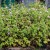 Hardy-Geranium-Full-CM.jpg