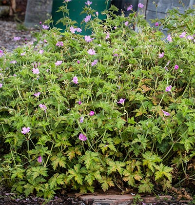 Hardy Geranium