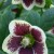 Hellebore-Painted-PortlandNursery.jpg