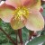 Hellebore-apricot-blush-PortlandNursery.jpg