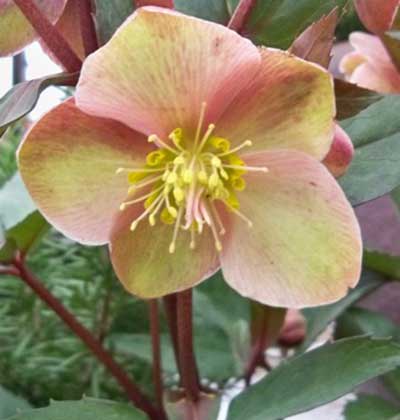 Hellebore 'Shooting Star'