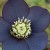 Hellebore-black-diamond-PortlandNursery.jpg