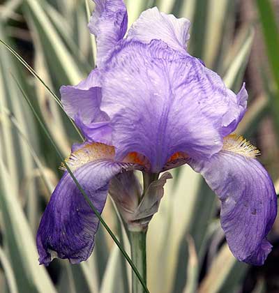 Dalmatian Iris