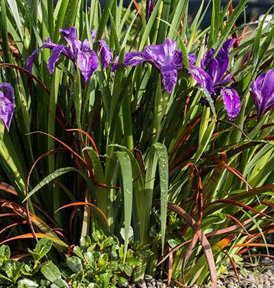 Pacific Coast Iris