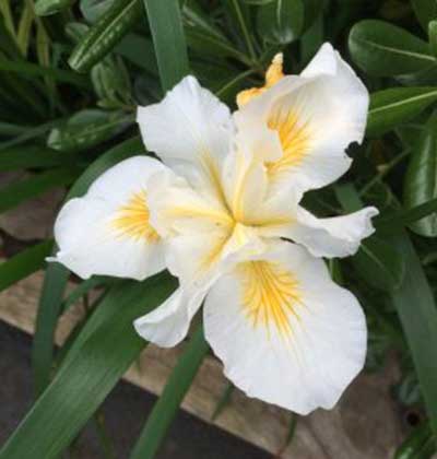 Iris (Pacific Coast Iris) 'Canyon Snow'