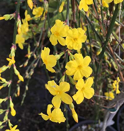 Winter Jasmine