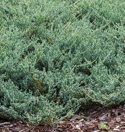 Juniper Groundcover