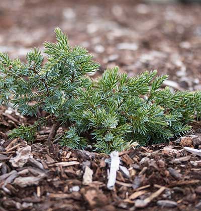 Juniper Groundcover 'Hoodview'