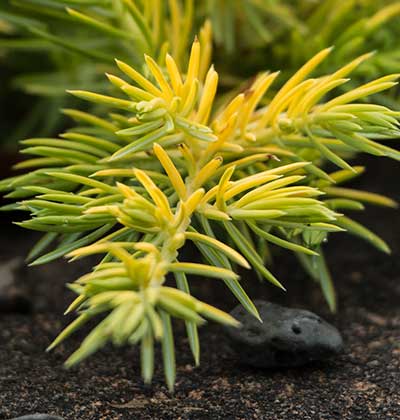 Shore Juniper 'All Gold'