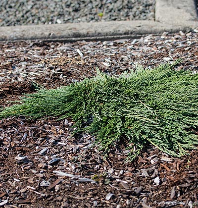 Creeping Juniper 'Pancake'