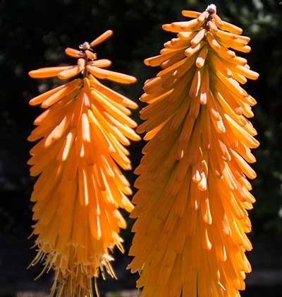 Red Hot Poker