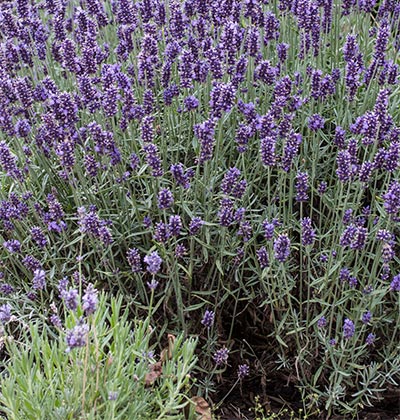 Lavender 'Hidcote'