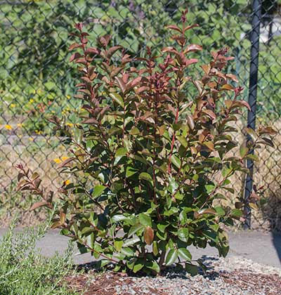 Crape Myrtle 'Hopi', 'Cheyenne'