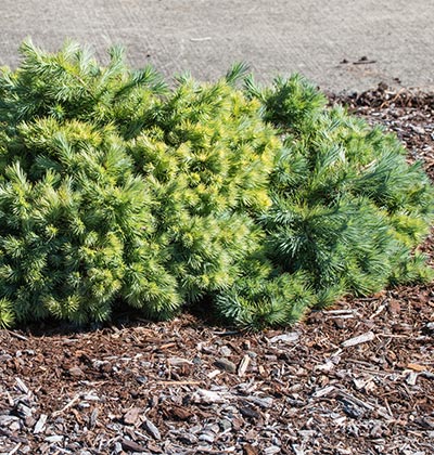 Dwarf Japanese Larch 'Peve Tunis'