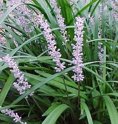 Liriope Grass