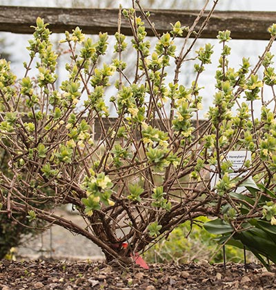 Honeyberry 'Blue Pacific', Blue Moon', 'Blue Velvet'