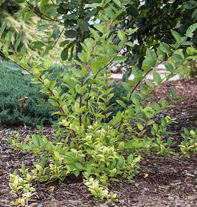 Winter Honeysuckle