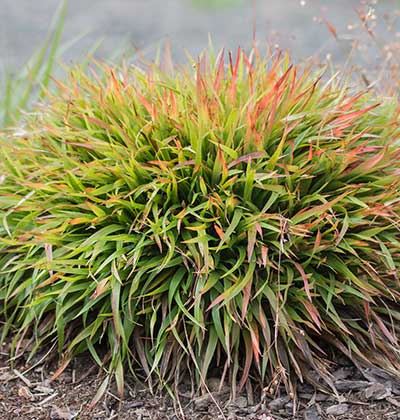 Hairy Wood Rush 'Ingel'