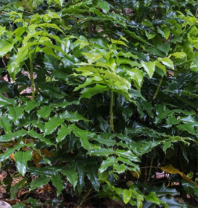 Tall Oregon Grape