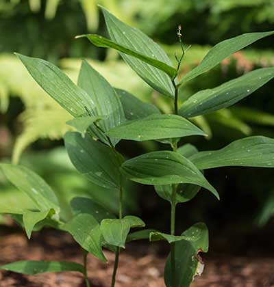 False Solomon's Seal