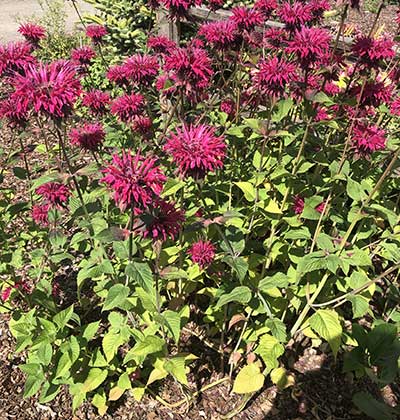 Beebalm