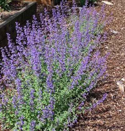 Catmint 'Walker's Low'