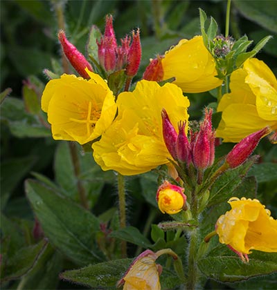 Evening Primrose