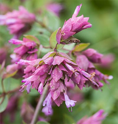 Oregano 'Bristol Cross'