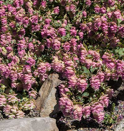 Ornamental Oregano 'Kent Beauty'