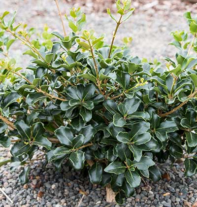 False Holly 'Rotundifolius'