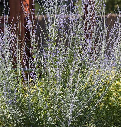 Russian Sage 'Little Spire'